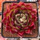Echeveria Agavoides 'Sarabony' Super clone 3" Succulent Plant
