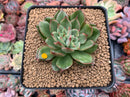 Echeveria Agavoides 'Eve' Variegated 3” Succulent Plant
