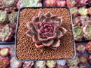 Echeveria 'Black Queen' 2" Succulent Plant
