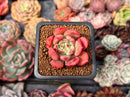 Echeveria 'Victory' 1" Succulent Plant