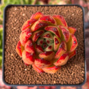 Echeveria Agavoides 'Elkhorn' 2" Succulent Plant