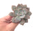 Echeveria 'Missing You' 3" Powdery Rare Succulent Plant