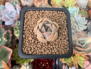 Echeveria 'Silonica' 1" New Hybrid Succulent Plant