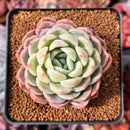 Echeveria 'White Rose' 2" Succulent Plant