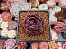 Echeveria 'Graphite' 1" New Hybrid Succulent Plant