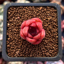 Echeveria 'Silonica' 1/2" Small Seedling Succulent Plant