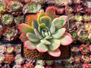 Echeveria 'Luella' Variegated 2" Succulent Plant