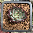 Echeveria 'Sarahime' 1" Succulent Plant