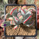 Cotyledon 'Orbiculata' Variegated 3" Succulent Plant