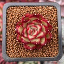 Echeveria sp. 1" Succulent Plant