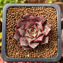 Echeveria 'Longissima' 1" Small Succulent Plant