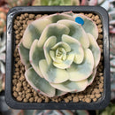 Echeveria 'Compton Carousel' Variegated 1"-2" Succulent Plant