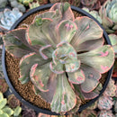 Echeveria 'Beyonce' Variegated 3"-4" Succulent Plant