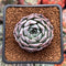 Echeveria 'Black Ball' 1" New Hybrid Succulent Plant