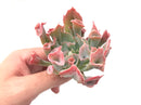Echeveria 'Trumpet Pinky' 4" Large Rare Succulent Plant