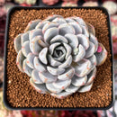 Echeveria 'Snow Bunny' 3" Powdery Succulent Plant