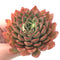 Echeveria 'Ladys Finger' 3" Rare Succulent Plant