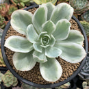 Echeveria 'Lemon Lime' Variegated 3"-4" Succulent Plant