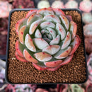 Echeveria 'Starmark' 3" Succulent Plant