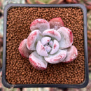 Echeveria 'Ivory' 1" Powdery Succulent Plant