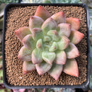 Echeveria 'Pena' 3" Succulent Plant