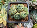 globulosa succulent Echeveria 'Globulosa' Cluster 1" Succulent Plant – True Succulents Plant Co