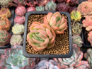 Echeveria Agavoides 'Raja' 1" Small Succulent Plant