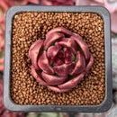 Echeveria 'Waterloo' 1" Succulent Plant