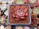 Echeveria 'Roman' 1" Succulent Plant