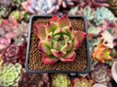 Echeveria Agavoides 'Ilya' 1"-2" Succulent Plant