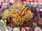 Echeveria Agavoides 'Walshire' 4" Succulent Plant