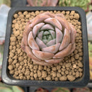 Echeveria 'Goddess' 1" New Hybrid Succulent Plant