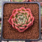 Echeveria Agavoides 'Fabien' 1" New Hybrid Succulent Plant