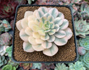 Echeveria Runyonii Variegated (Aka Echeveria 'Akaihosi' Variegated) 3" Succulent Plant