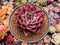 Echeveria Agavoides 'Red Ebony' 4" Large Succulent Plant