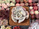 Echeveria 'Lilacina' Mutated 2" Succulent Plant