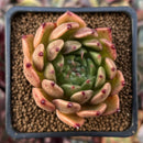 Echeveria Agavoides 'Sarabony' 2" Succulent Plant