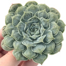 Echeveria 'Hearts Choice' 3"-4" Succulent Plant