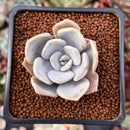 Echeveria 'Tiramisu' 1" Powdery Succulent Plant