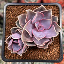 Echeveria 'Perle von Nurnberg' 2" Succulent Plant