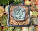 Echeveria 'Milkrose' 1" Succulent Plant