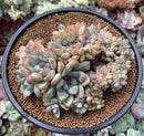 Echeveria 'Brave' Crested Cluster 4" Succulent Plant