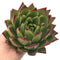 Echeveria Agavoides 'Ebony' Large 5" Rare Succulent Plant