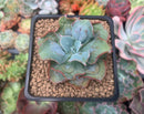 Echeveria 'Blue Spur' 2" Succulent Plant