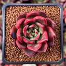 Echeveria Agavoides 'Rejong' 2" Succulent Plant