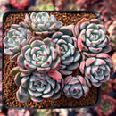 Echeveria 'Nanahukumini' 3"-4" Cluster Succulent Plant