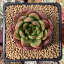Echeveria Agavoides 'Ferrari' 2" Succulent Plant