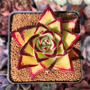 Echeveria Agavoides 'Castro' 3"-4" Succulent Plant