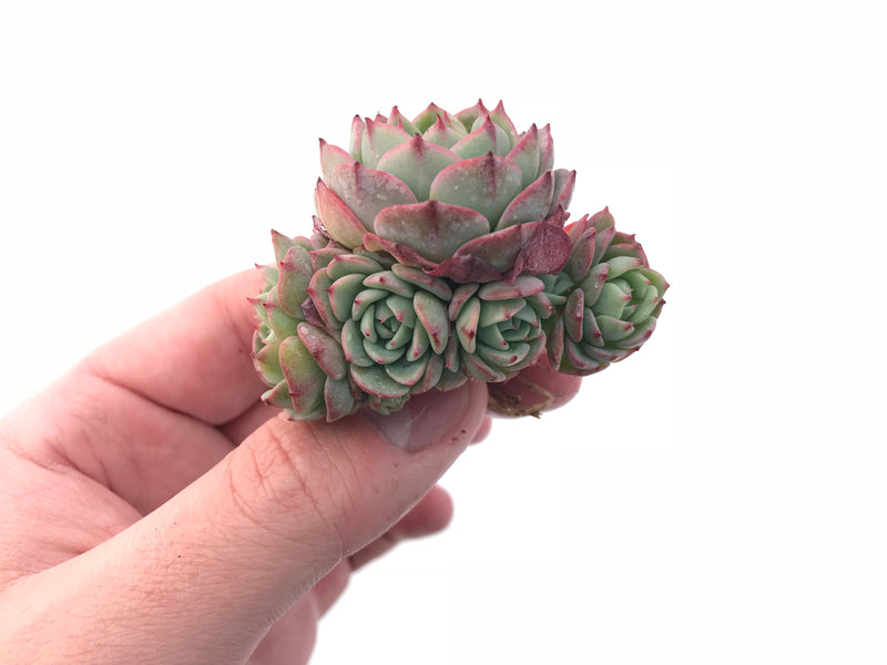 succulent that smells like lemon Echeveria 'Lemon Star' Small 1”-2” Rare Succulent Plant – True Succulents Plant Co