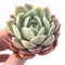 Echeveria ‘Lemon Rose’ 2”-3” Rare Succulent Plant